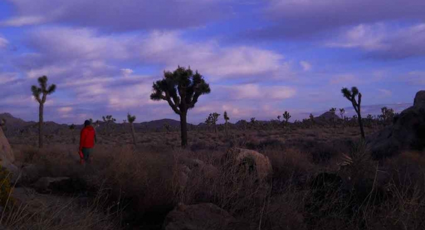 A person stands amid joshua trees under a purple sky